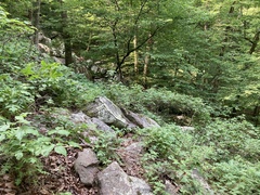 Toxicodendron radicans pubens