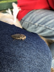 Ectinogonia buquetii