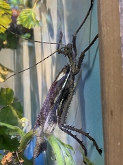 Heteropteryx dilatata