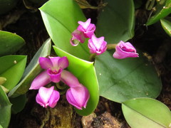 Meiracyllium trinasutum