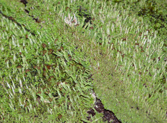 Cladonia ramulosa