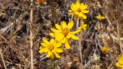 Pentachaeta aurea aurea