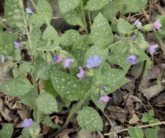 Pulmonaria saccharata