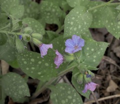 Pulmonaria saccharata