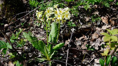 Primula elatior pallasii