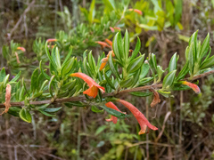 Clinopodium sericeum