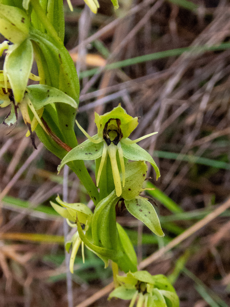 Habenaria gollmeri