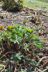 Lupinus polyphyllus