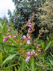 Lamourouxia sylvatica