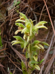 Pelexia hirta