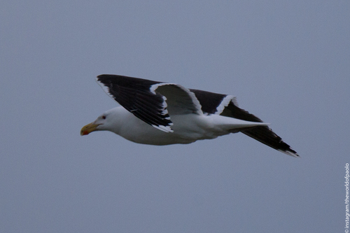 Veliki galeb (Larus marinus)