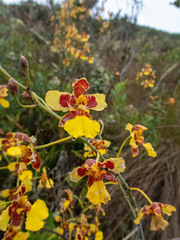 Vitekorchis excavata