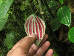 Peperomia peltoidea