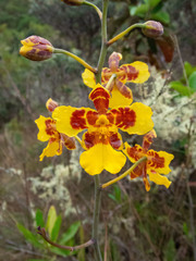 Vitekorchis excavata