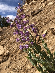 Penstemon lentus