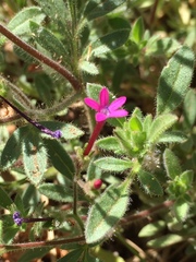 Allophyllum divaricatum