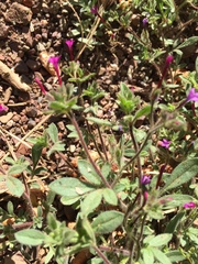 Allophyllum divaricatum