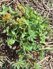 Lupinus polyphyllus