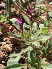 Allophyllum divaricatum
