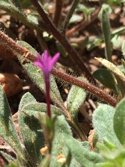 Allophyllum divaricatum