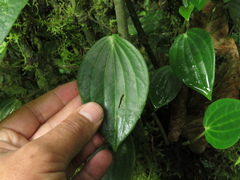 Peperomia peltoidea
