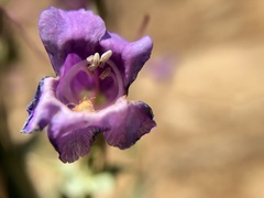 Penstemon lentus