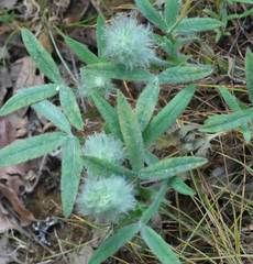 Trifolium eriocephalum