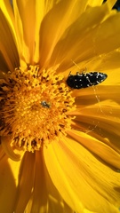 Acmaeodera ornata