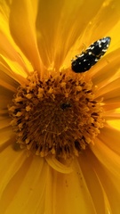 Acmaeodera ornata