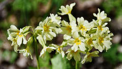 Primula elatior pallasii