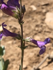 Penstemon lentus