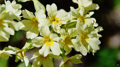 Primula elatior pallasii