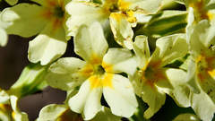 Primula elatior pallasii