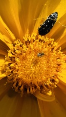 Acmaeodera ornata