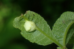Phylloxera caryaemagna