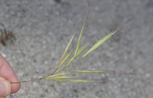 Bromus madritensis iNat (3)