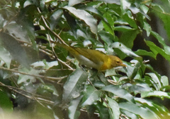 Hemithraupis ruficapilla