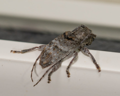 Ecyrus