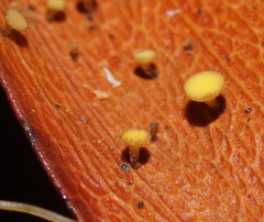 Hymenotorrendiella eucalypti image