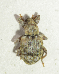 Conotrachelus recessus