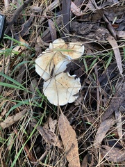 Leucopaxillus eucalyptorum
