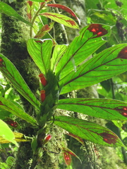 Columnea dimidiata