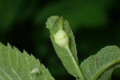 Phylloxera caryaemagna