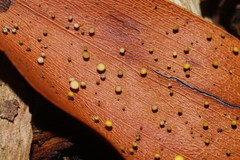 Hymenotorrendiella eucalypti image