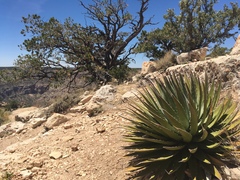 Agave utahensis kaibabensis
