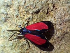 Cyanopepla bella