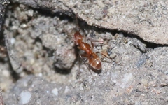 Forelius pruinosus