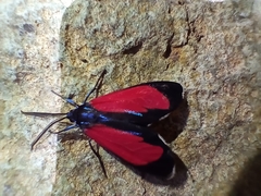 Cyanopepla bella