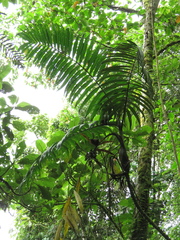 Chamaedorea linearis