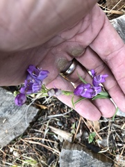 Penstemon neomexicanus